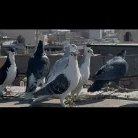 تعداد تقریبا ۳۵تا ساده همه نر‌زدوخوردی