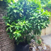 آکوبا|گل و گیاه طبیعی|قائم‌شهر, |دیوار