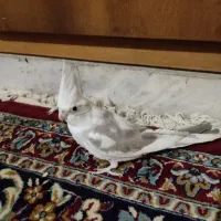 عروس هلندی