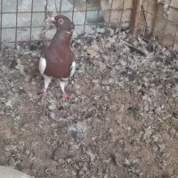 ماده  سرخ کلایی ماده