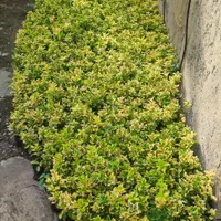 شمشادطلایی نایلکسی|گل و گیاه طبیعی|رشت, بازار|دیوار