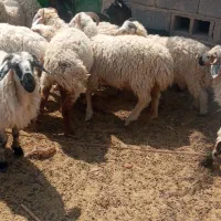 جهت فروش فوری