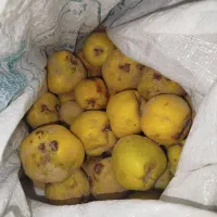 به ارگانیک|خوردنی و آشامیدنی|تربت جام, نظامی|دیوار