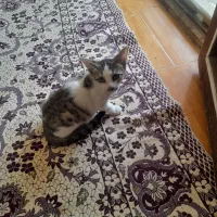 واگذاری بچه گربه