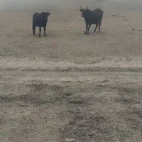 لیشه شکم دار|حیوانات مزرعه|رودبار, |دیوار