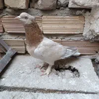 سورکلاهی ماده بازیکن