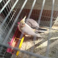 عروس هلندی مرغ عشق طوطی برزیلی