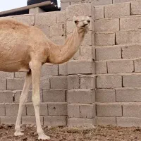 شتر سفید آشتی جوان|حیوانات مزرعه|بندرعباس, |دیوار