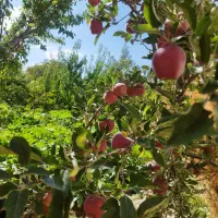 باغ ویلایی|فروش خانه و ویلا|باسمنج, |دیوار