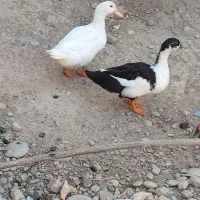 دوعدد اردک‌دوعدد خروس