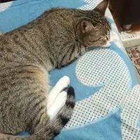 واگزاری رایگان گربه خانگی از بچگی دست خودمون بوده|گربه|فومن, |دیوار