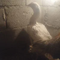 تخم نطفه دار خروس اوشامو کوکو و مرغ افغان چیل