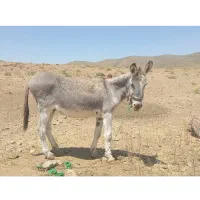 فروش الاغ