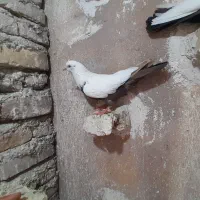 کله ای|پرنده|خرمآباد, |دیوار