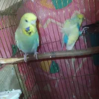 مرغ عشق پروانه ای