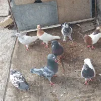 فروش چند کبوتر