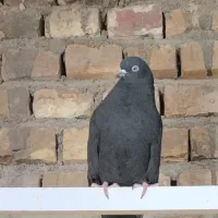 زنجیر و سرور|جواهرات|میبد, |دیوار