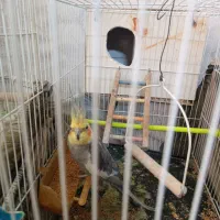 عروس هلندی نر|پرنده|قوچان, |دیوار