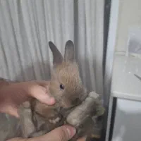 بچه خرگوش