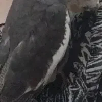 گمشده عروس هلندی