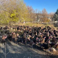 بوقلمون کشاورزی و ارگانیک