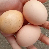 مرغ فوری فوری ارزان قیمت