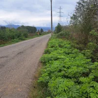 فروش زمین باغی  بادرخت صنوبر۴ساله|فروش زمین و ملک کلنگی|طاهرگوراب, |دیوار