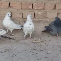 تهرانی به شرط|پرنده|میرجاوه, |دیوار