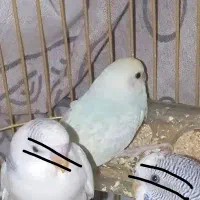 مرغ عشق رینبو|پرنده|خمینی‌شهر, |دیوار