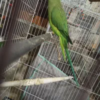 طوطی ملنگو ماده سخنگو