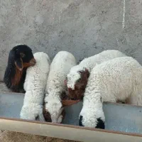 بره عربی چاق