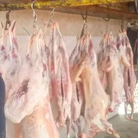 فروش بره وکره محلی باقصاب رایگان