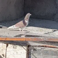 کبوتر دم سفیدزرد کرمانی سرخ|پرنده|نیشابور, مدرس|دیوار