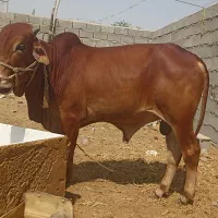 تعدادی گاوه محلی عالی برای فروش