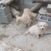 توله سگ و مادر