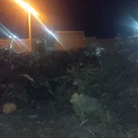 زغال سیب.مخلوط.تخته