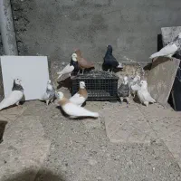 کبوتر