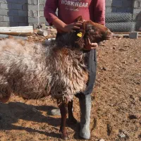 قوچ همو|حیوانات مزرعه|محلات, |دیوار