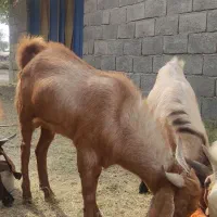 چپشت نری11 ماهه|حیوانات مزرعه|کهنوج, |دیوار