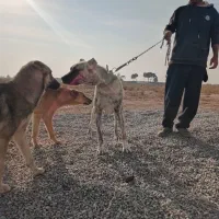 ماده خراسانی|سگ|جوادآباد, |دیوار