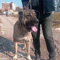 سگ سراب افغان