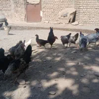 جوجهمرغ۵ماهه