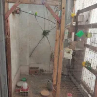 انواع سهره  مرغ امریکایی