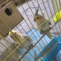 عروس هلندی جفت تخم گذاز