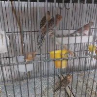 جوجه قناری سرخ سوخته و سبز