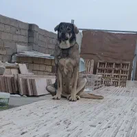 دو عدد ماده عراقی