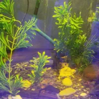 ماهی مانستر|ماهی|شیراز, سلطان آباد|دیوار