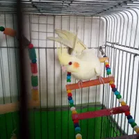 لوازم‌منزل‌ عروس‌نر‌