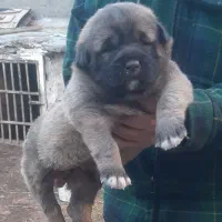 توله نر سرابی