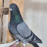 کبوتر پرشی